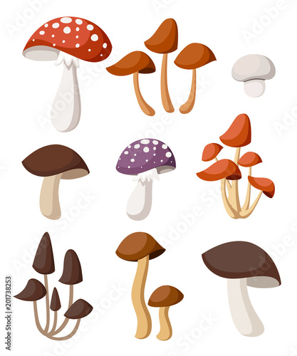 Decorative mushrooms illustration. Cartoon style design. Vector illustration isolated on white background. Web site page and mobile app design