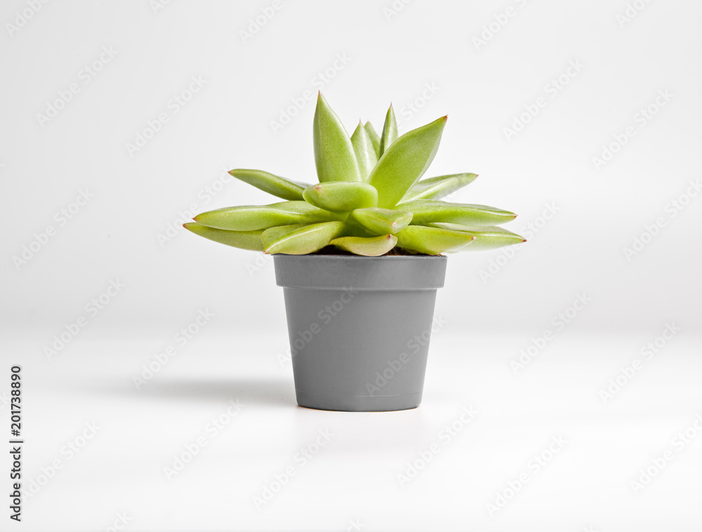 Succulent plant with shadow on a white background. Front view.
