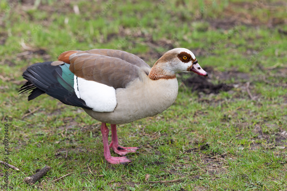 Egyptian goose Egyptian goose