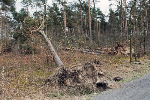 Bild auf Leinwand Entwurzelter Baum