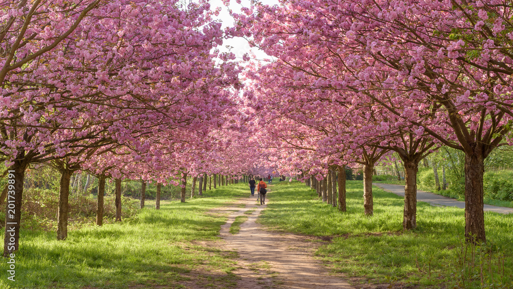 Menschen in Park mit blühenden Kirschbäumen im Morgenlicht