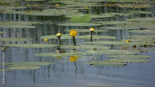 Yellow Water-lily or yellow pondlily (Nuphar lutea). photo