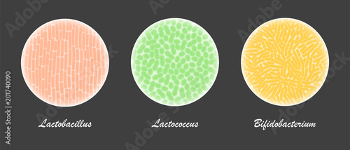 Probiotic bacteria cultures under a microscope, field of view with lactobacillus, bifidobacterium, and lactococcus useful microorganisms for proper intestinal microflora and healthy nutrition