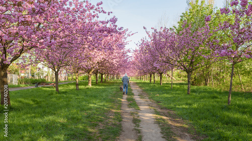 Photography Menschen in Park mit blühenden Kirschbäumen im Morgenlicht