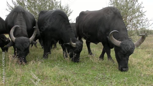 African buffalo or Cape buffalo (Syncerus caffer): rehabilitation in Ukraine. photo