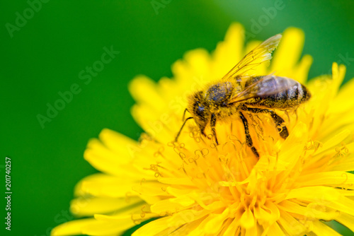 Biene auf Löwenzahn © SP