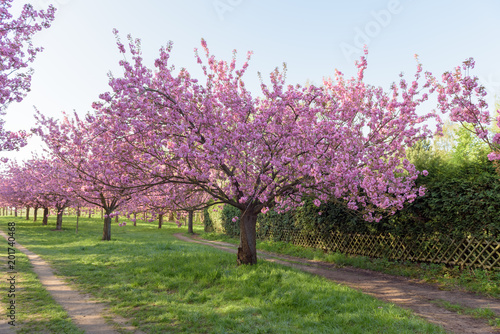 Blühende Kirschbäume in Parkanlage zum Sonnenaufgang