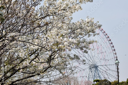 Wallpaper Mural 葛西臨海公園 オオシマザクラ Torontodigital.ca