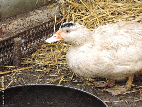 Muscovy duck / Cairina moschata photo