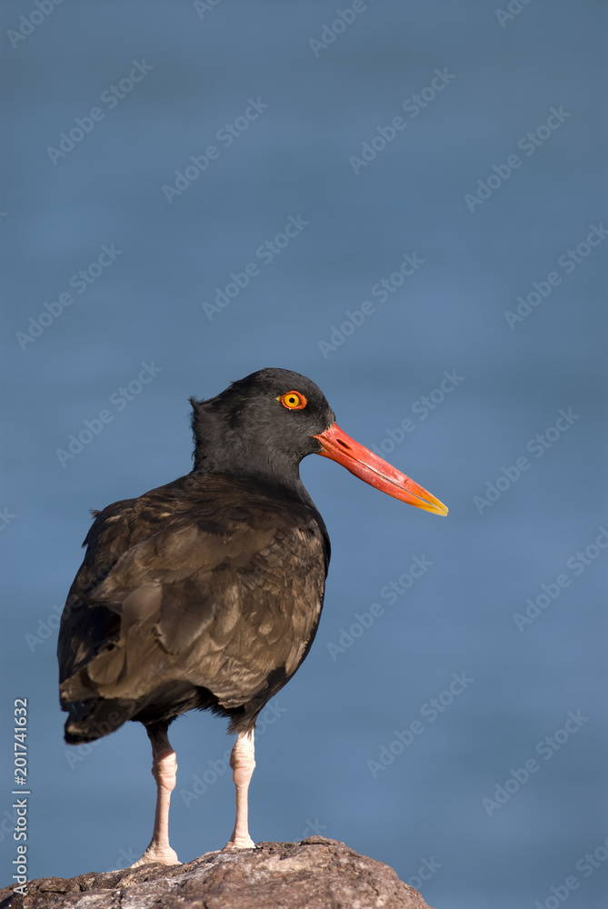 Blackish Ostreycatcher (Haematopus ater). Blackish Ostreycatcher (Haematopus ater).