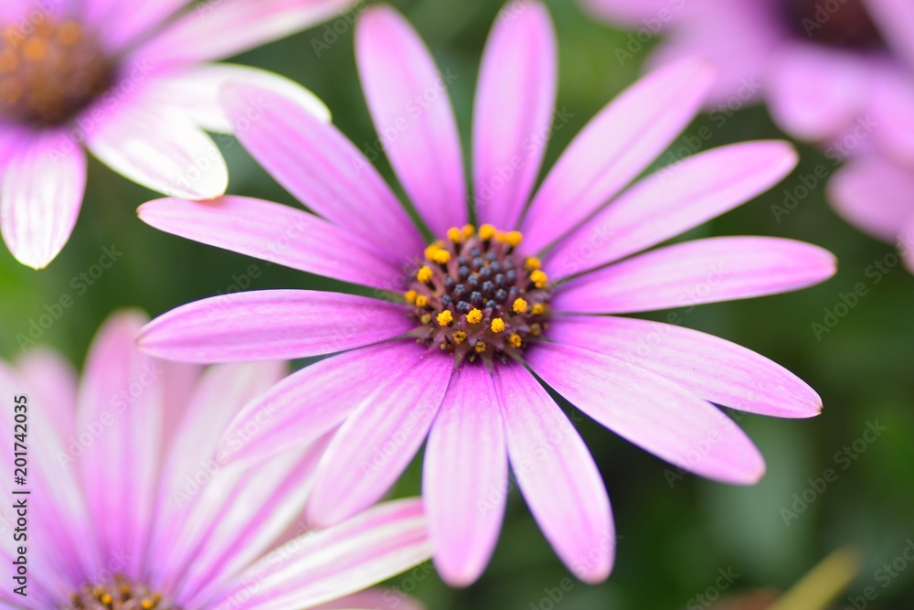Macro texture of colorful spring Daisy flowers with blurred background in garden Macro texture of colorful spring Daisy flowers with blurred background in garden