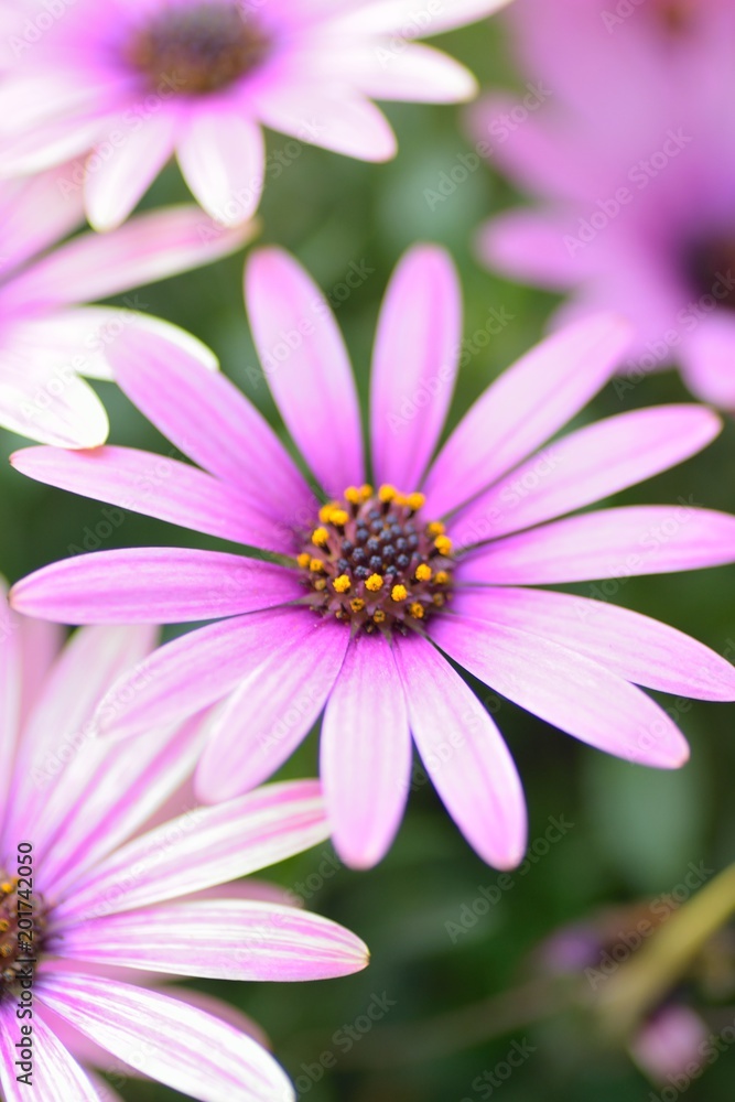 Macro texture of colorful spring Daisy flowers with blurred background in garden