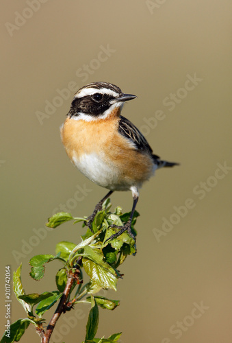 Whinchat on a branch