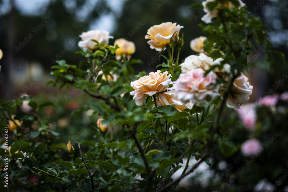Flowers in the park Flowers in the park