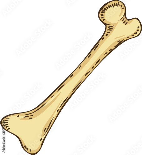 Vector Animal or Human Bone © deepfuze