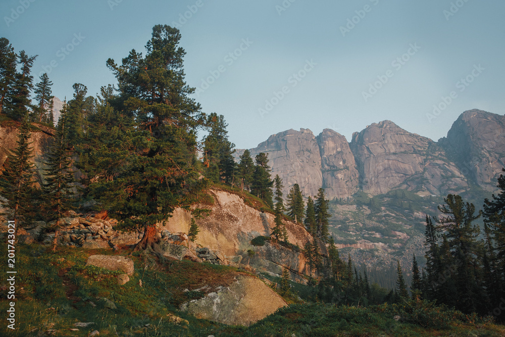Old coniferous trees and the forest of Siberia. Wild nature of Russia