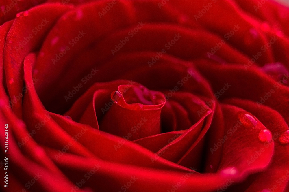 Rose Rose
