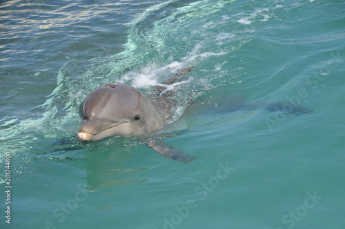 Fotografía Delfine in Grand Cayman (George Town) / Der Große Tümmler ist eine in allen Ozea
