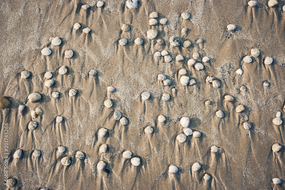 Shells on the beach. Riccione, Emilia Romagna, Italy. Shells on the beach. Riccione, Emilia Romagna, Italy.