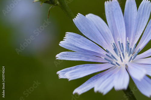 delicate blue chicory flower, macro photo