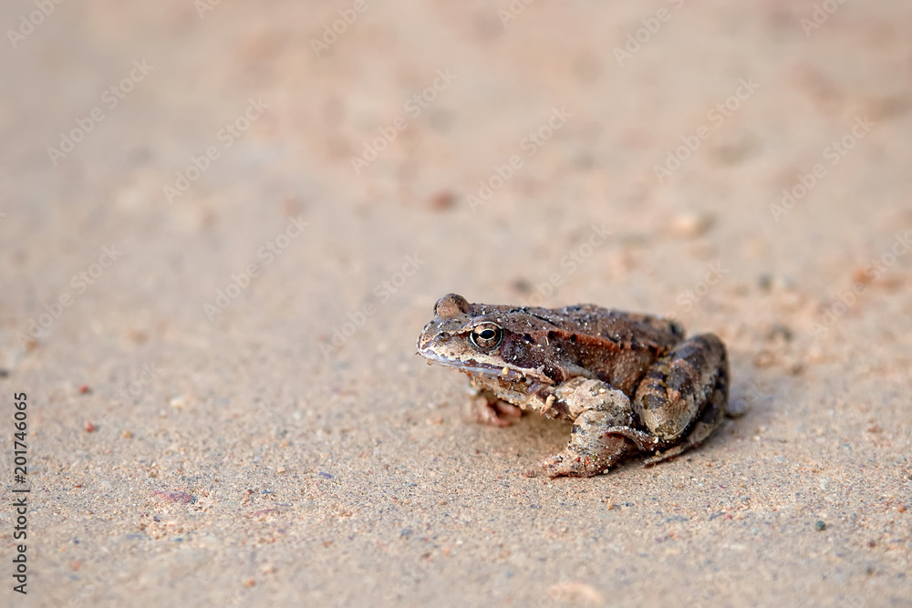 Brown frog Rana temporaria sits on the sand. frog is a symbol of good luck
