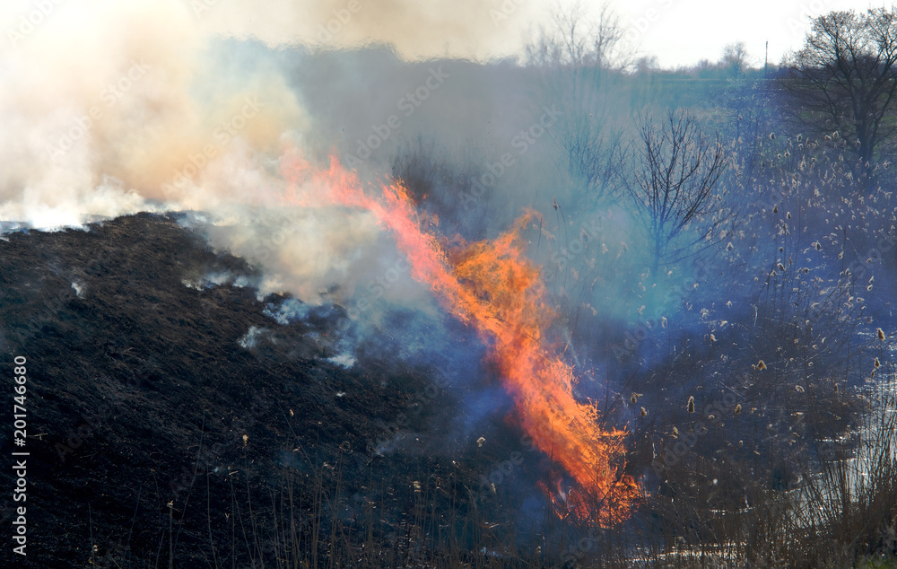 fire on the field, a strong flame from the burning of grass for a better growth of new vegetation