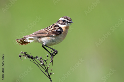 Whinchat  sits on a plant © sun_time