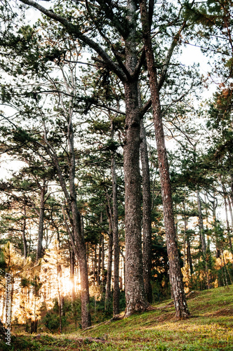 Fototapeta Naklejka Na Ścianę i Meble -  Beautiful pine forest in Baguio, Luzon, Phillippines