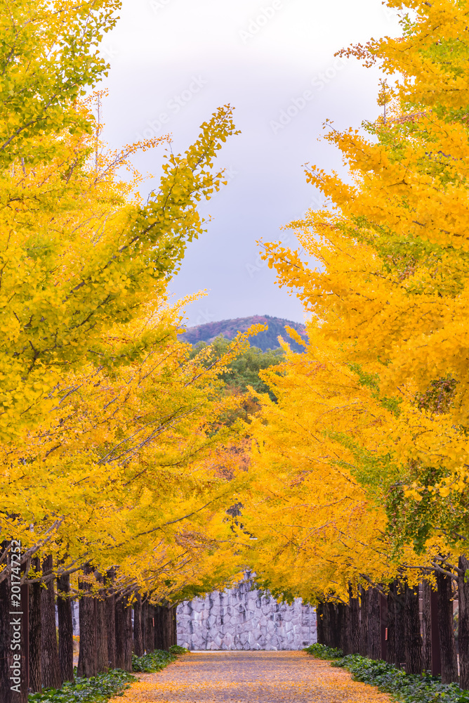 Naklejka premium Ginkgo Road