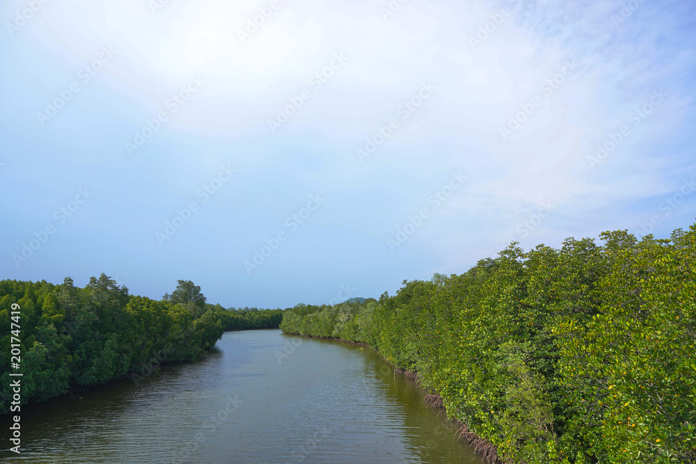 Rivers from natural sources are flowing through mangroves.