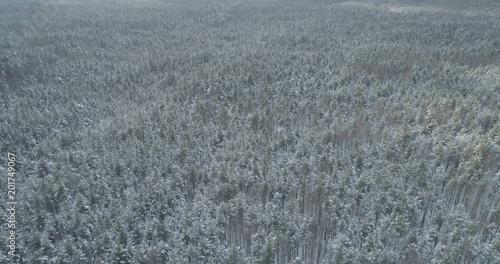 Aerial fly over frozen mixeb forest with pine and birch trees
