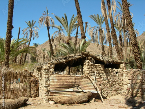 Oaza na pustyni na Półwyspie Synaj, Egipt