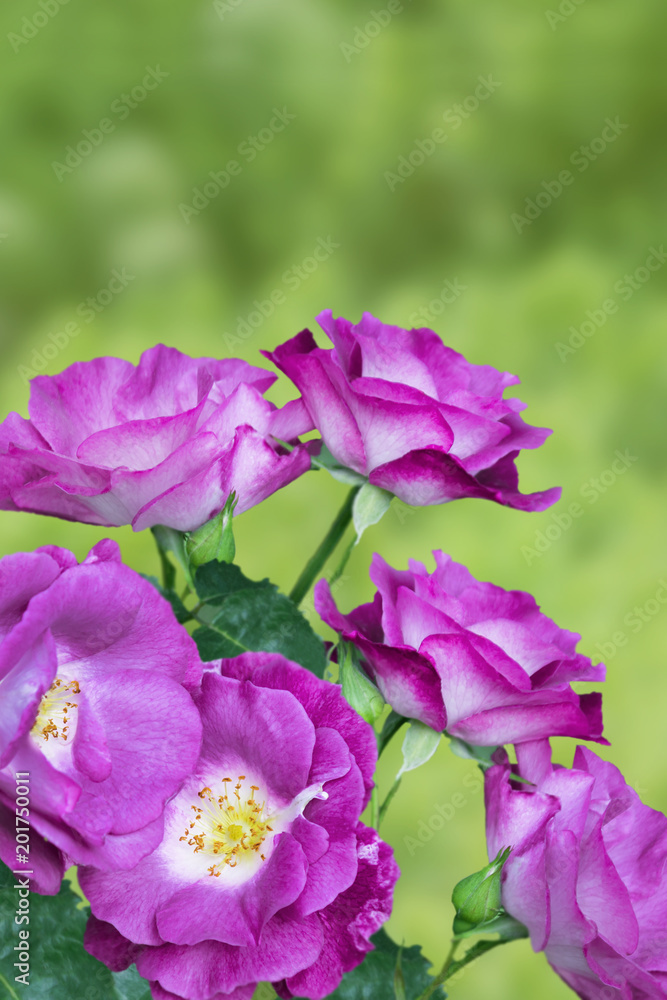 Beautiful fresh blossoming magenta rose flowers. Delightful fragranced purple floribunda climbing rose Blue for you in the garden. Blooming in spring and summer. Garden landscape. Place for text.