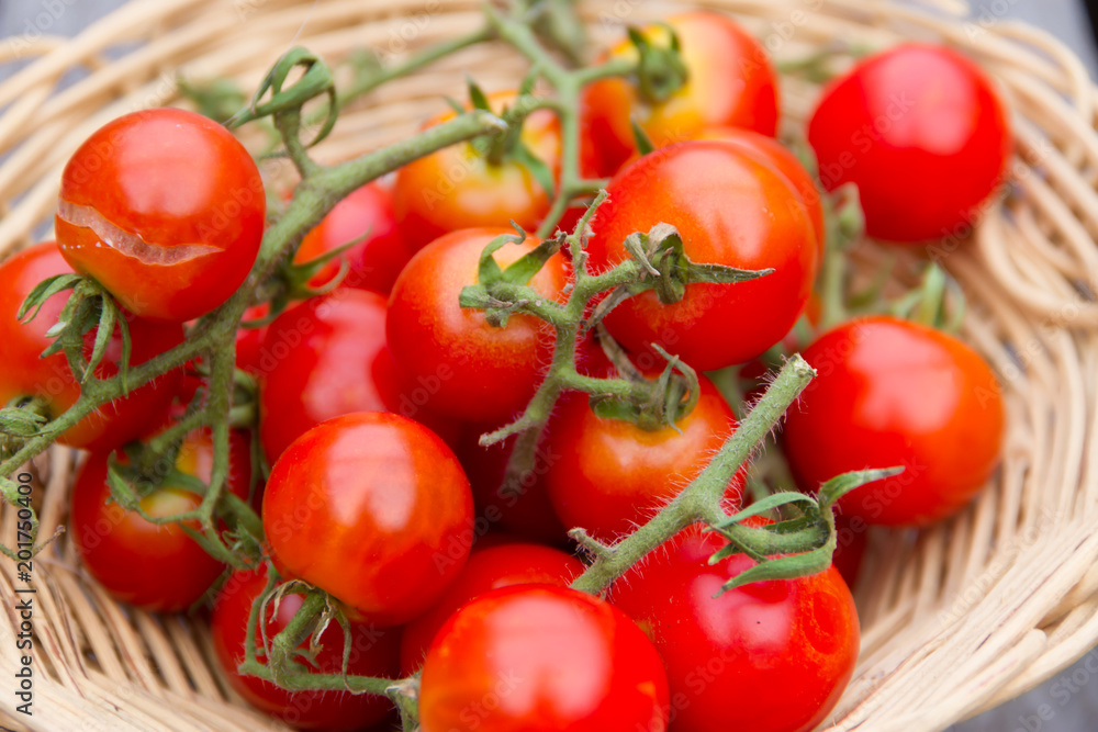 cultivation of tomatoes from the organic garden