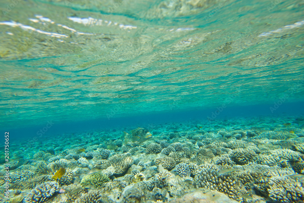 underwater landscape of the red sea underwater landscape of the red sea