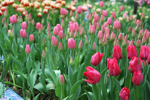 Fototapeta Naklejka Na Ścianę i Meble -  Beautiful bouquet of pink tulips