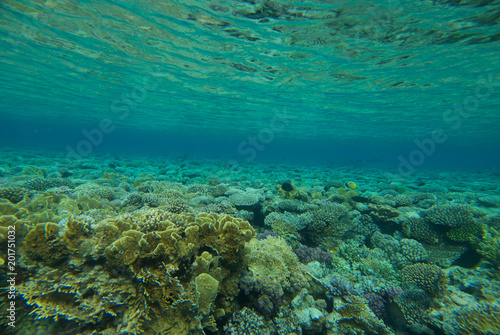 underwater landscape of the red sea