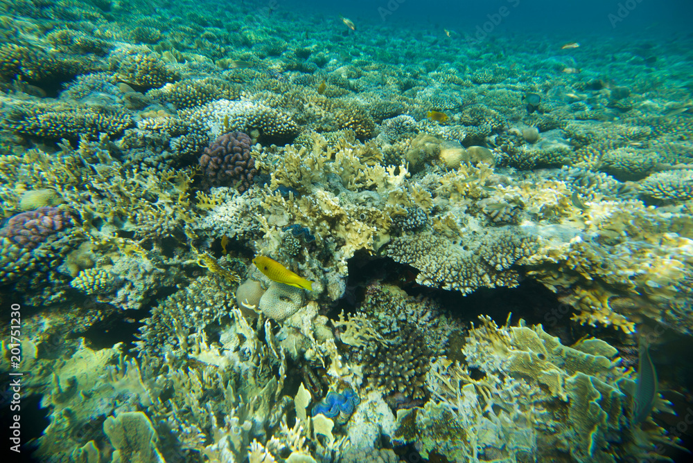 Fototapeta premium underwater landscape of the red sea