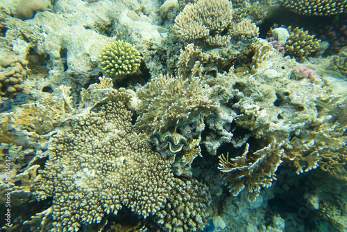 underwater landscape of the red sea