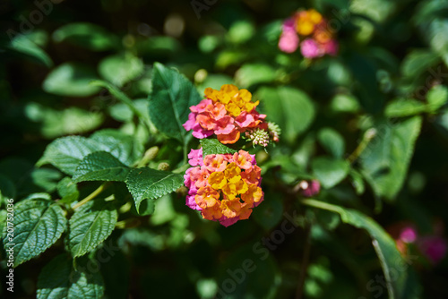 Beautiful colourful flowers closeup
