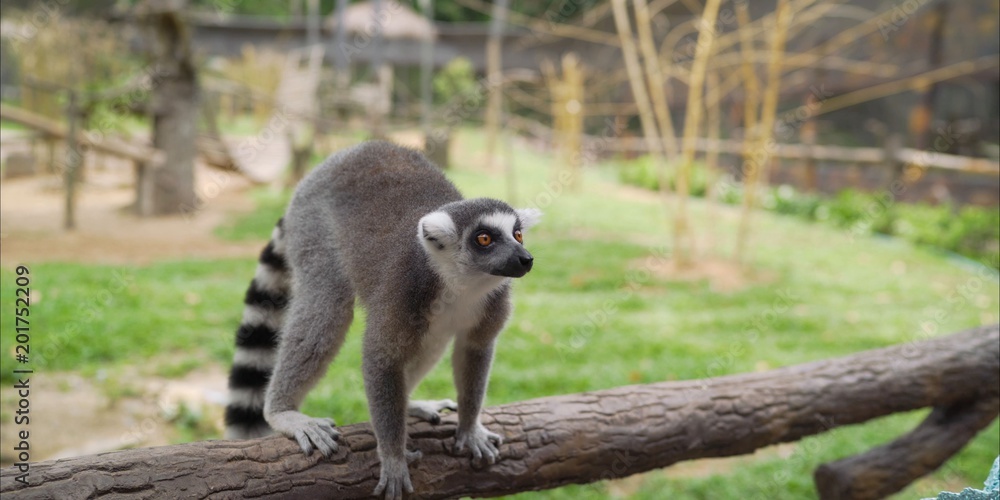 Obraz premium Lemur in the zoo. Lemur lies on the ground. Lemur in the park 