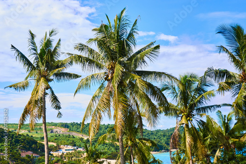 Beautiful blue lagoon view through the palm trees