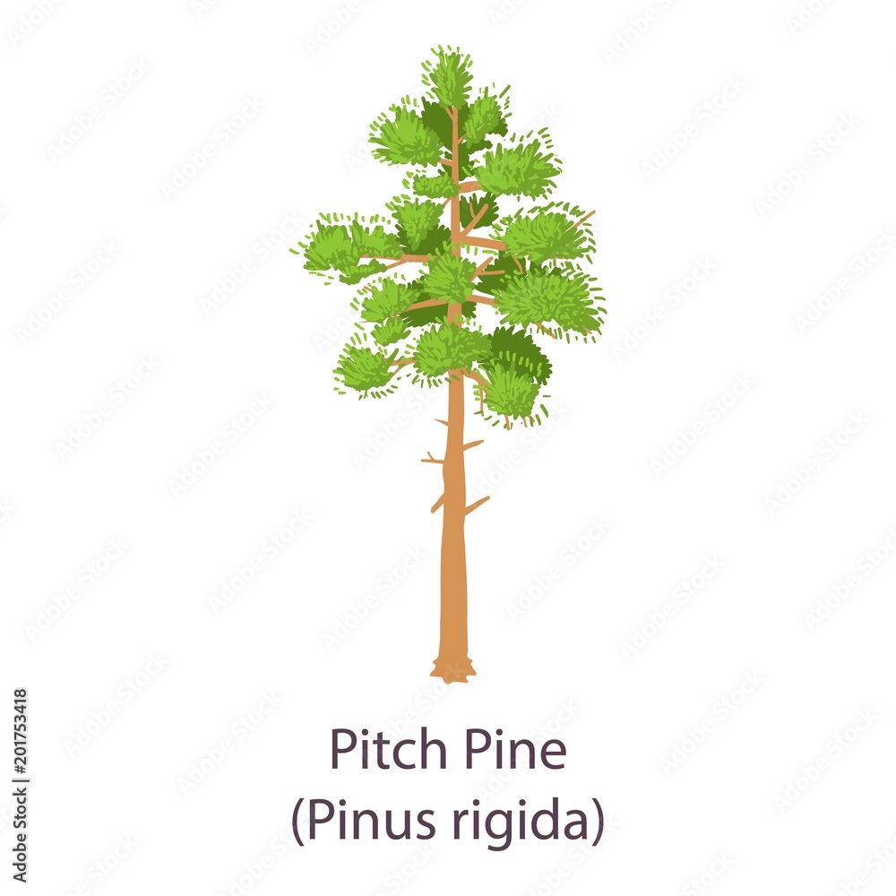 Pitch pine icon. Flat illustration of pitch pine vector icon for web