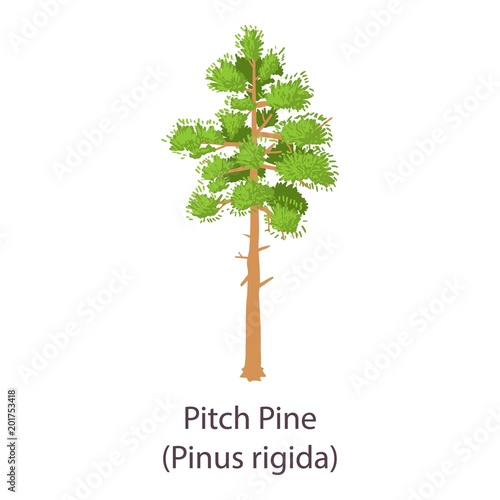 Pitch pine icon. Flat illustration of pitch pine vector icon for web