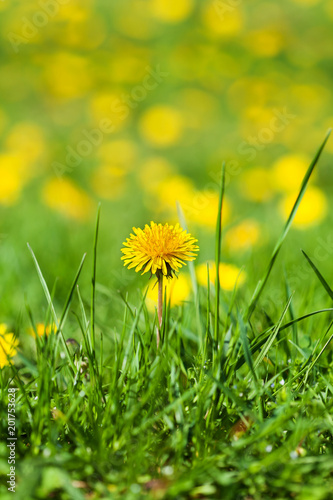 Fototapeta Naklejka Na Ścianę i Meble -  Field of yellow dandelions  (Taraxacum officinale)