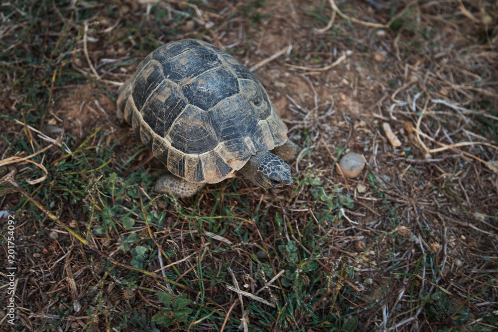 Photo of the turtle on the land Photo of the turtle on the land