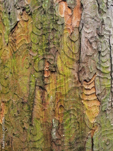 Colours and patterns on a section of bark on a tree trunk