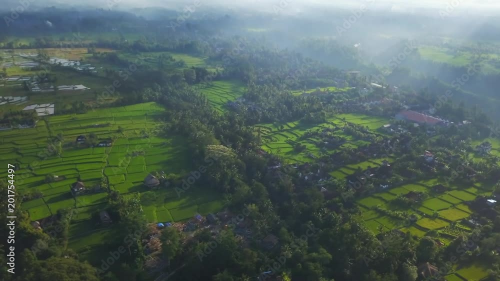 Amazing aerial view of rice plantation at sunset in sunlights aerial footage Amazing aerial view of rice plantation at sunset in sunlights aerial footage