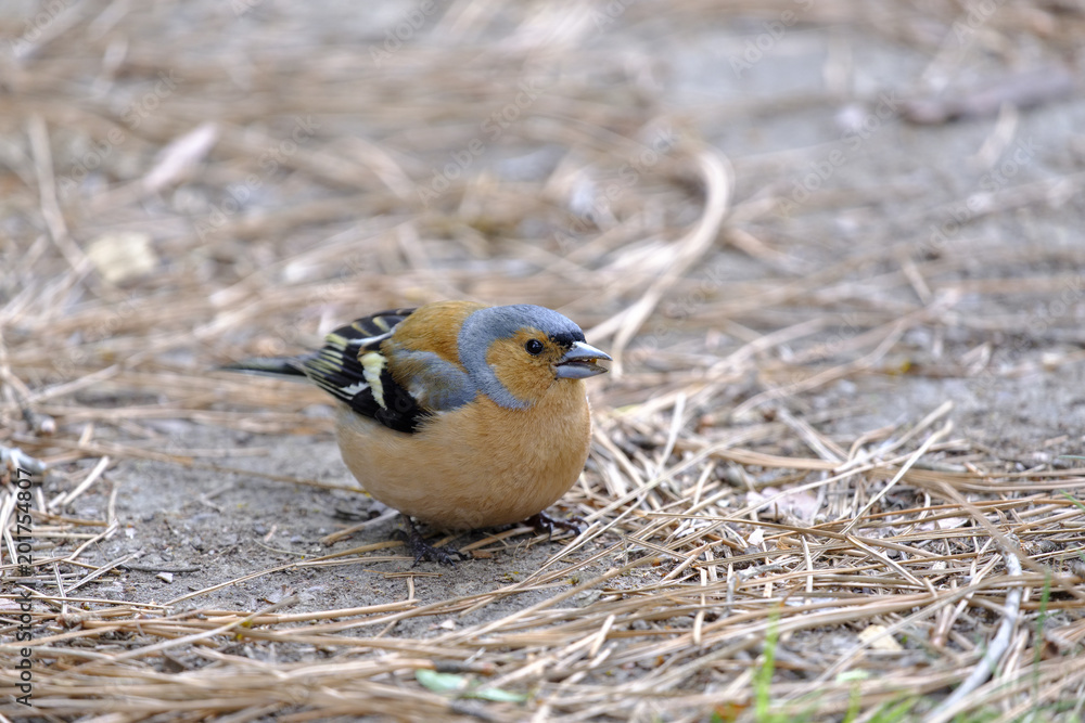 ニュージーランドの可愛いスズメ 1 Stock 写真 Adobe Stock ニュージーランドの可愛いスズメ 1 Stock 写真 Adobe Stock