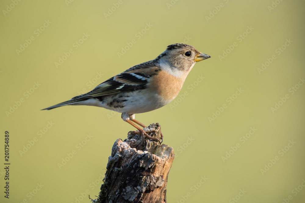 Brambling, Fringilla montifringilla Brambling, Fringilla montifringilla